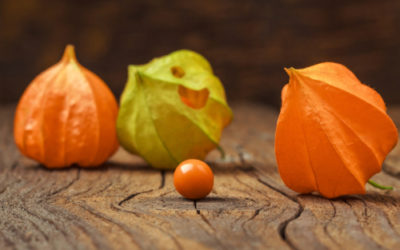 Proprietà, benefici e ricette dell’alchechengi, i cui frutti sono noti anche come lanterne cinesi