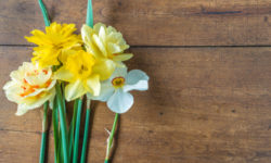 Giunchiglia, la pianta dal fiore odoroso e seducente molto simile al narciso