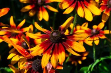 Rudbeckia, una pianta perenne decorativa bella e facile da coltivare