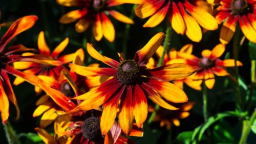 Rudbeckia, una pianta perenne decorativa bella e facile da coltivare