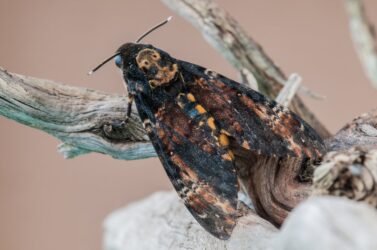 Falena, un insetto incredibile e per certi aspetti inquietante