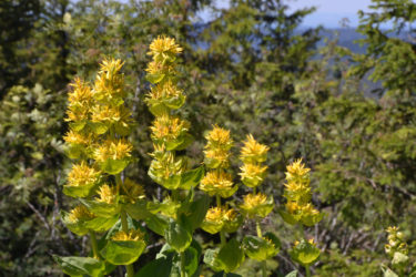 Tutto sulla genziana a fiori gialli, una delle principali piante curative