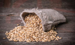 Malto d’orzo, un dolcificante naturale che possiamo usare al posto dello zucchero… e non solo!