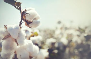Guida alle proprietà e ai vantaggi del cotone, una fibra naturale fra le più diffuse