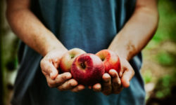 Frutta biologica: vantaggi rispetto alla frutta “normale”