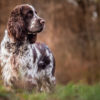 Springer Spaniel: tutto sul capostipite degli Spaniel inglesi