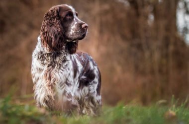 Springer Spaniel: tutto sul capostipite degli Spaniel inglesi