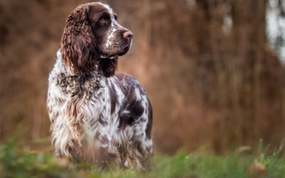 Springer Spaniel: tutto sul capostipite degli Spaniel inglesi