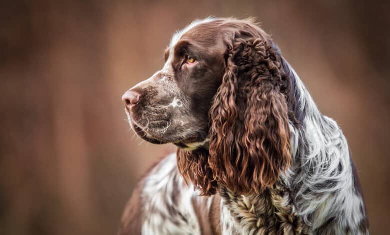 springer spaniel