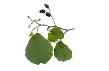 Ontano nero: un antinfiammatorio naturale, utile anche come tonico