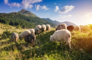 Latte di pecora: un’alternativa al latte di mucca buona e nutriente