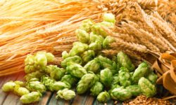 Malto: proprietà e usi del dolcificante naturale ricavato dai cereali