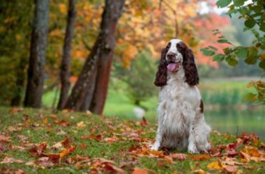 Springer Spaniel: tutto sul capostipite degli Spaniel inglesi