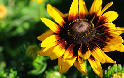 Rudbeckia, una pianta perenne decorativa bella e facile da coltivare