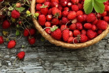 Les fraises des bois, si différentes des fraises communes et aux propriétés à connaître