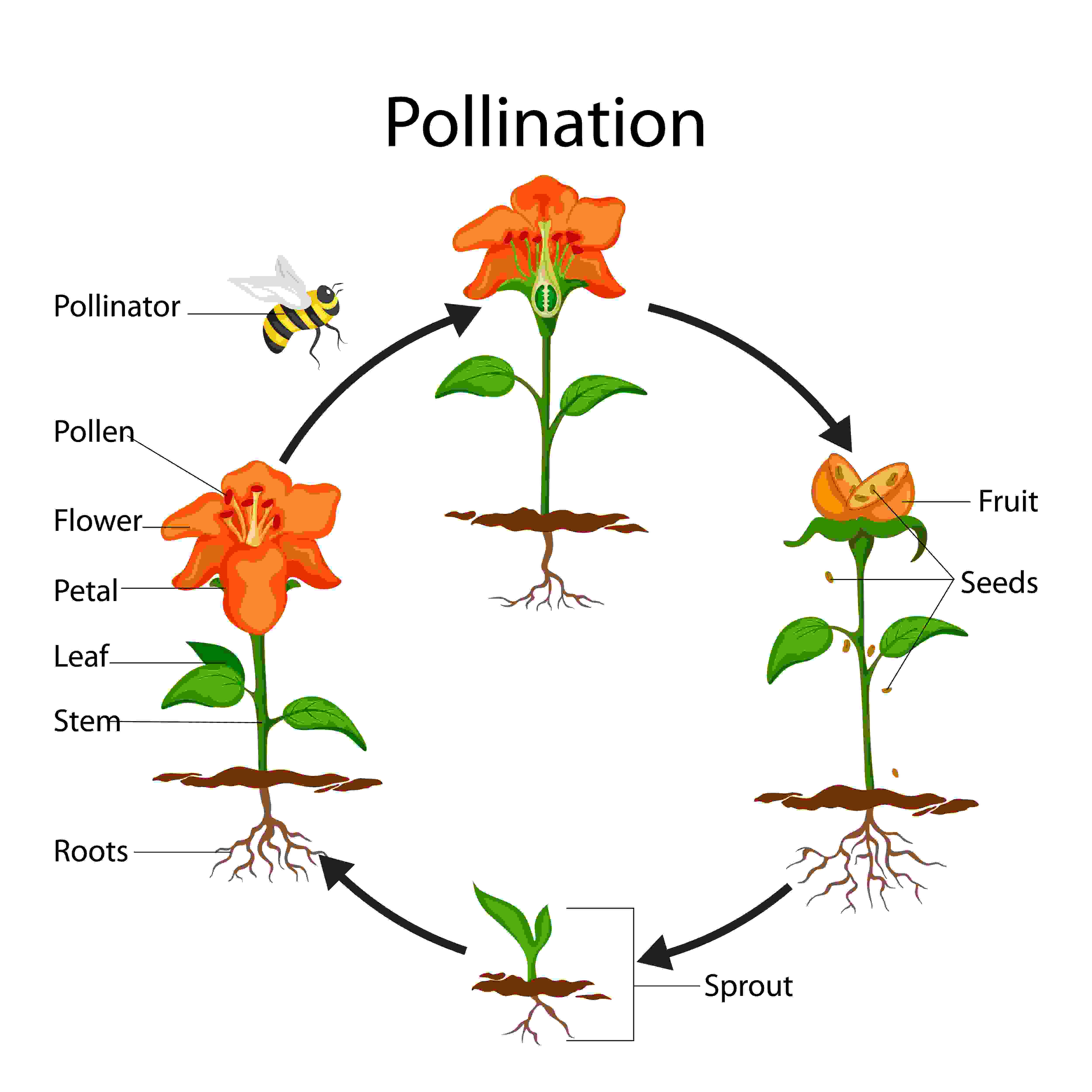 Impollinazione