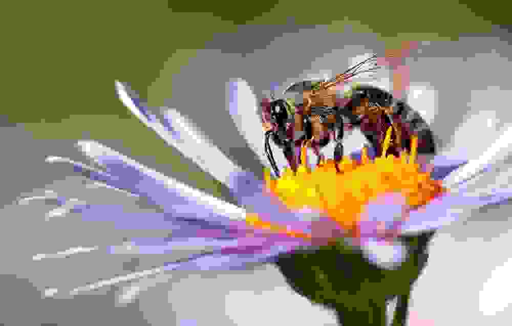 Impollinazione