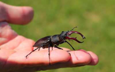 Cervo volante: tutto su questo coleottero così temuto, ma del tutto innocuo!