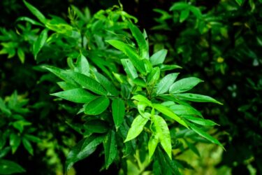 Pepe di Sichuan: caratteristiche e usi di questa spezia cinese