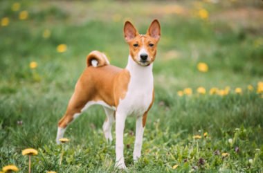 Cane Basenji o Cane del Congo, una razza di cani davvero particolare