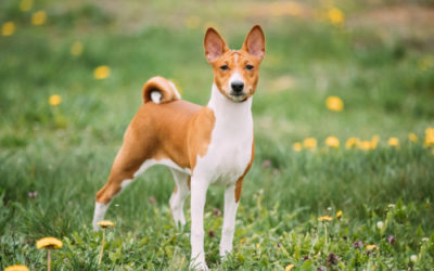 Cane Basenji o Cane del Congo, una razza di cani davvero particolare