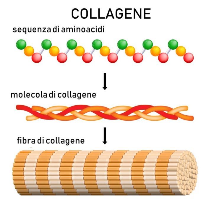 Collagene: mantiene sano ed elastici pelle, ossa e tendini