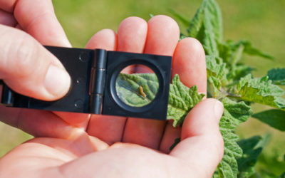 Quali sono i più comuni parassiti delle piante e come combatterli naturalmente: la guida pratica
