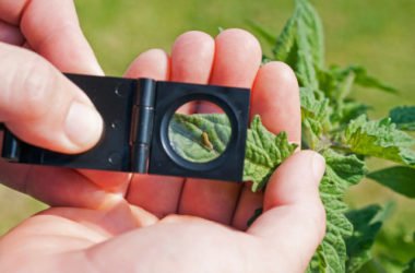 Quali sono i più comuni parassiti delle piante e come combatterli naturalmente: la guida pratica