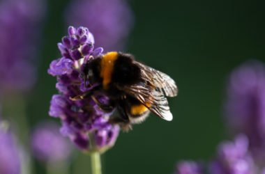 Impollinazione: i segreti di questa piccola, grande magia della natura