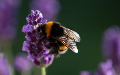 Impollinazione: i segreti di questa piccola, grande magia della natura