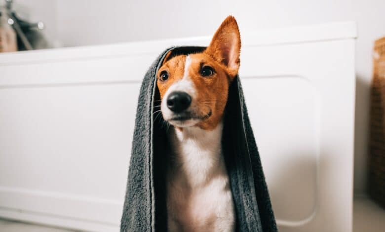 cane basenji