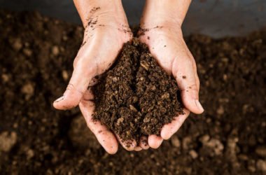 Scopriamo tutto sull’uso della torba e le sue proprietà nutritive per le piante