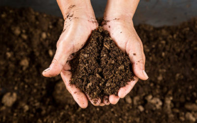 Scopriamo tutto sull’uso della torba e le sue proprietà nutritive per le piante