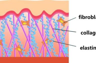 Tutto sull’elastina, una proteina naturale che dona elasticità alla pelle e la protegge dall’invecchiamento