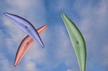 Il sorprendente mondo delle diatomee, microalghe che sembrano un’opera d’arte