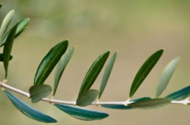 Le foglie di olivo, un “antibiotico naturale” e molto altro ancora