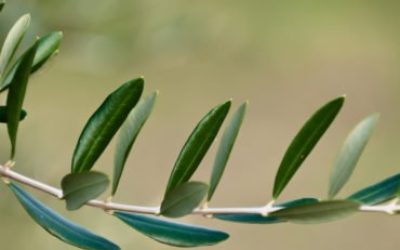 Le foglie di olivo, un “antibiotico naturale” e molto altro ancora