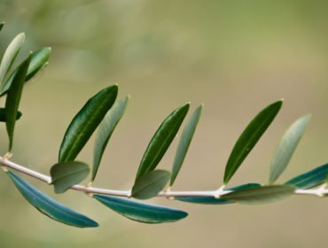 Le foglie di olivo, un “antibiotico naturale” e molto altro ancora