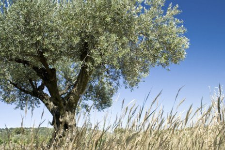 foglie di olivo2