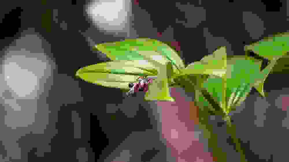 piante erbacee