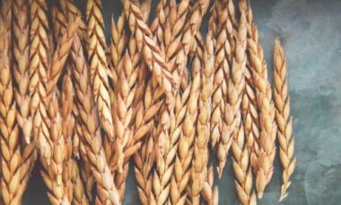 Scopriamo la spelta, un cereale antico chiamato anche gran farro, antenato del grano tenero