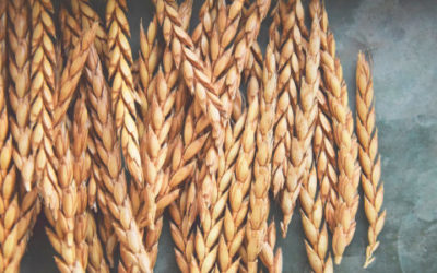Scopriamo la spelta, un cereale antico chiamato anche gran farro, antenato del grano tenero