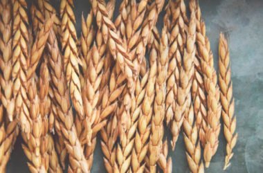 Scopriamo la spelta, un cereale antico chiamato anche gran farro, antenato del grano tenero