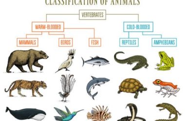 Tassonomia: l’ABC delle scienze naturali di linneana memoria…
