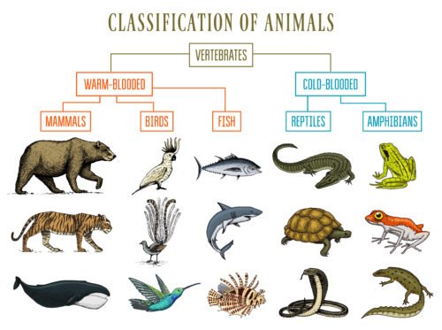 Tassonomia: l’ABC delle scienze naturali di linneana memoria…