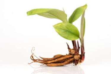 Rizoma: una piccola magia della Natura che permette alle piante di riprodursi anche in condizioni avverse