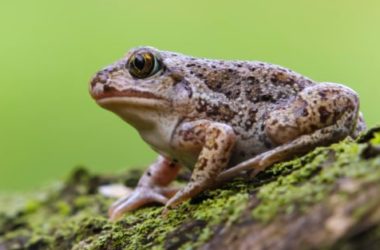 I più incredibili meccanismi di difesa del mondo animale: alcune tecniche difensive davvero singolari