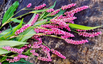 L’erba pepe è una pianta aromatica dall’odore acre da usare anche in cucina