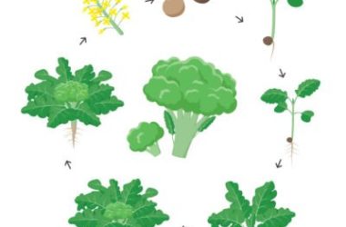 L’olio di broccoli ha effetto lisciante e anticrespo per i capelli ed è protettivo e rigenerante per pelli mature