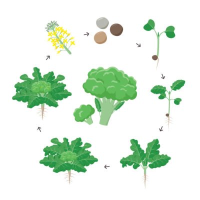 L’olio di broccoli ha effetto lisciante e anticrespo per i capelli ed è protettivo e rigenerante per pelli mature